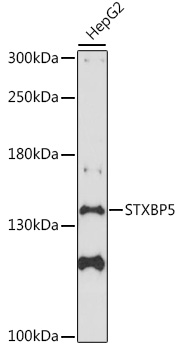 Anti-STXBP5 Antibody
