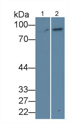 Western Blot Sample: Lane1: Canine Liver lysate; Lane2: Equine Liver lysate;<br/>Primary Ab: 0.5μg/ml Rabbit Anti-Mouse CTNNb1 Antibody<br/>Second Ab: 0.2µg/mL HRP-Linked Caprine Anti-Rabbit IgG Polyclonal Antibody<br/>(Catalog: SAA544Rb19)