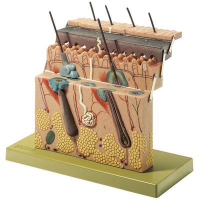 Somso® Hinged Human Skin Model