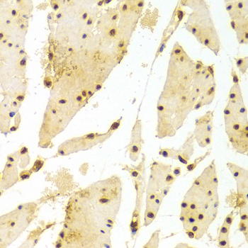 Anti-Histone H2B Antibody