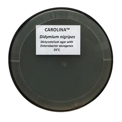Didymium nigripes, Living, Plate