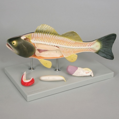 Altay Fish Dissection Model