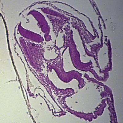 Chick 48-Hour Embryo Slide, rep. c.s.