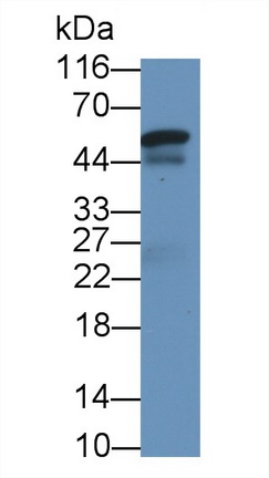 Western Blot; Sample: Human Placenta lysate Primary Ab: 2µg/ml Mouse Anti-Human SHBG Antibody Second Ab: 0.2µg/mL HRP-Linked Caprine Anti-Mouse IgG Polyclonal Antibody (Catalog: SAA544Mu19)