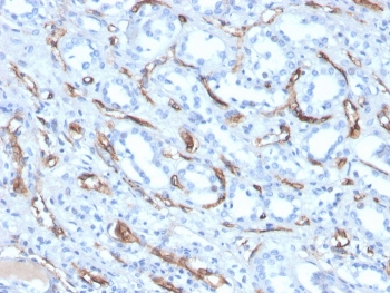 IHC staining of FFPE human kidney with Adiponectin antibody (clone ADPN/4256). HIER: boil tissue sections in pH 9 10mM Tris with 1mM EDTA for 20 min and allow to cool before testing.