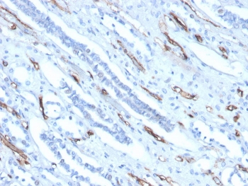 IHC staining of FFPE human kidney with Adiponectin antibody (clone ADPN/4256). HIER: boil tissue sections in pH 9 10mM Tris with 1mM EDTA for 20 min and allow to cool before testing.