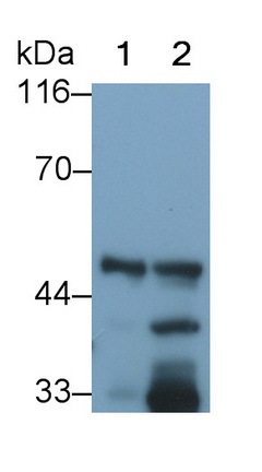 Western Blot; Sample: Lane1: Rat Pancreas lysate; Lane2: Mouse Pancreas lysate<br/>Primary Ab: 0.005µg/ml Rabbit Anti-Mouse PL Antibody<br/>Second Ab: 0.2µg/mL HRP-Linked Caprine Anti-Rabbit IgG Polyclonal Antibody<br/>(Catalog: SAA544Rb19)