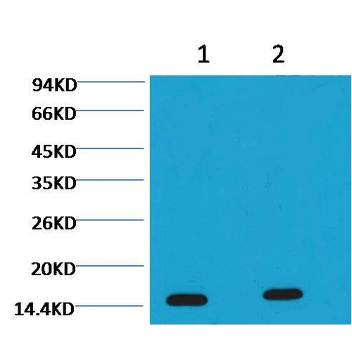 Histone H3 Antibody (tri Methyl Lys36), Clone Q12: ATTO 488