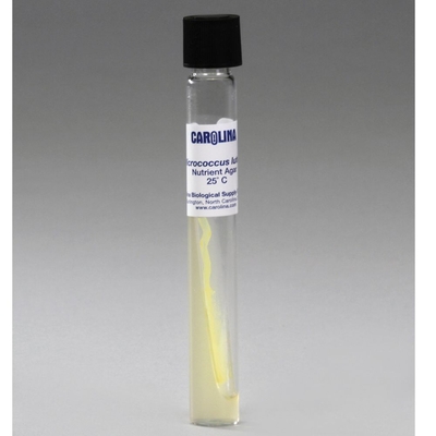 Micrococcus luteus, Living, Nutrient Agar, Tube
