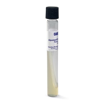 Aquaspirillum itersonii, Living, Tube