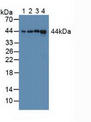 Western Blot; Sample: A549 cell lysate; Lane2: Mouse Spleen lysate; Lane3: Mouse Cerebrum lysate; Lane4: Rat Cerebrum lysate<br/>Primary Ab: 3ug/ml Rabbit Anti-Human CYP-40 Antibody<br/>Second Ab: 0.2µg/mL HRP-Linked Caprine Anti-Rabbit IgG Polyclonal Antibody<br/>(Catalog: SAA544Rb19)