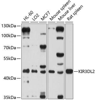 Anti-KIR3DL2 Antibody