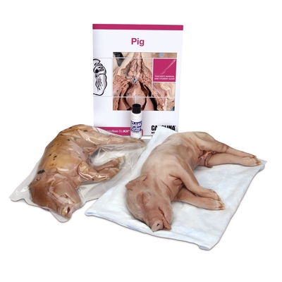Pig Dissection BioKit®