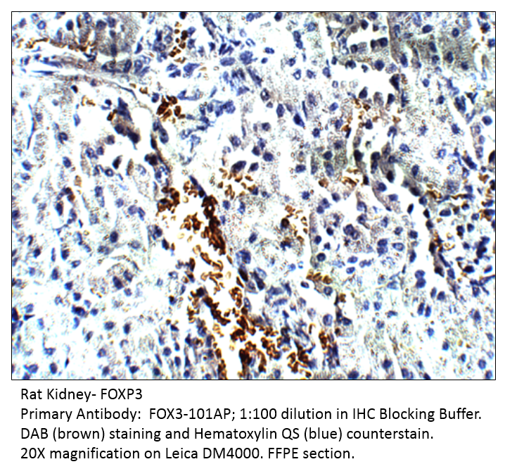 Anti-FOXP3 Antibody