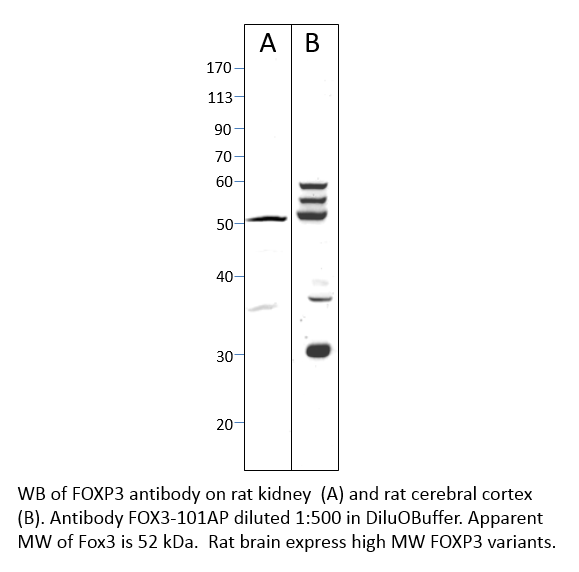 Anti-FOXP3 Antibody
