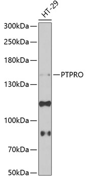 Anti-PTPRO Antibody