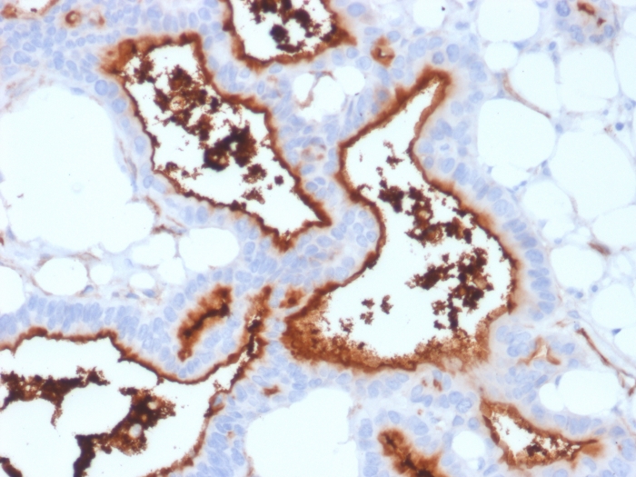 Anti-CD73 Antibody [NT5E/2503]