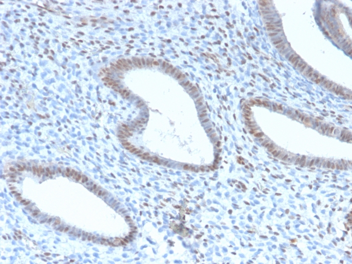 Anti-TLE1 Antibody [TLE1/2946R]