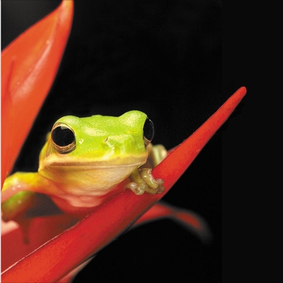 Tree Frog (Hyla), Living, Pack of 6