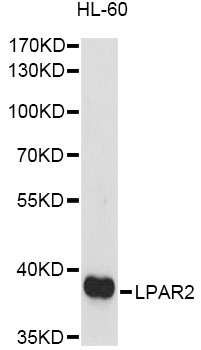 Anti-LPAR2 Antibody