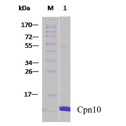 Cpn10 Protein