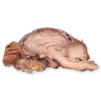 Carolinas Perfect Solution® Sheep Half Brain, Plain, Pail