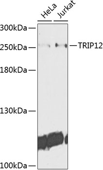 Anti-TRIP12 Antibody