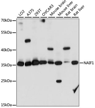 Anti-NAIF1 Antibody