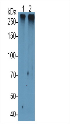 Western Blot; Sample: Lane1: Porcine Colon lysate; Lane2: Porcine Small intestine lysate;<br/>Primary Ab: 1µg/ml Rabbit Anti-Porcine MUC2 Antibody<br/>Second Ab: 0.2µg/mL HRP-Linked Caprine Anti-Rabbit IgG Polyclonal Antibody<br/>(Catalog: SAA544Rb19)