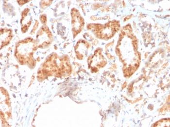 IHC staining of FFPE human kidney with RBP4 antibody. HIER: boil tissue sections in pH 9 10mM Tris with 1mM EDTA for 20 min and allow to cool before testing.
