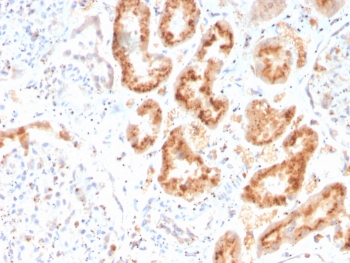 IHC staining of FFPE human kidney with RBP4 antibody. HIER: boil tissue sections in pH 9 10mM Tris with 1mM EDTA for 20 min and allow to cool before testing.