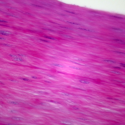 Mammal Smooth Muscle, c.s. 7 µm H&E Microscope Slide