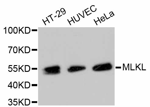 Anti-MLKL Antibody [Assigned #A11458]