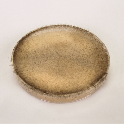 Zygospore Demonstration Plate (Rhizopus)