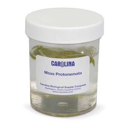 Moss Protonemata, Living, Culture