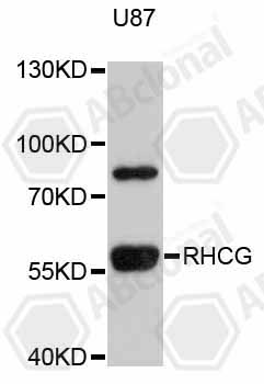 Anti-RHCG Antibody