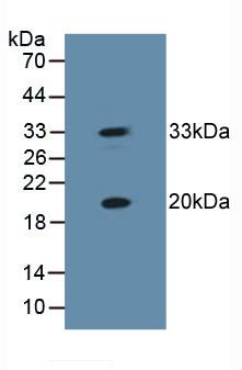 Western Blot; Sample: Mouse Skeletal Muscle Tissue.