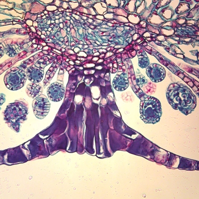 Fern Indusium, c.s., 12 µm Microscope Slide