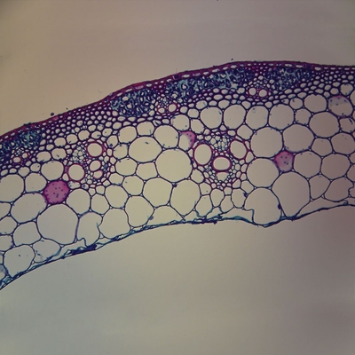 Sclerenchyma Tissue, c.s., 12 µm Microscope Slide
