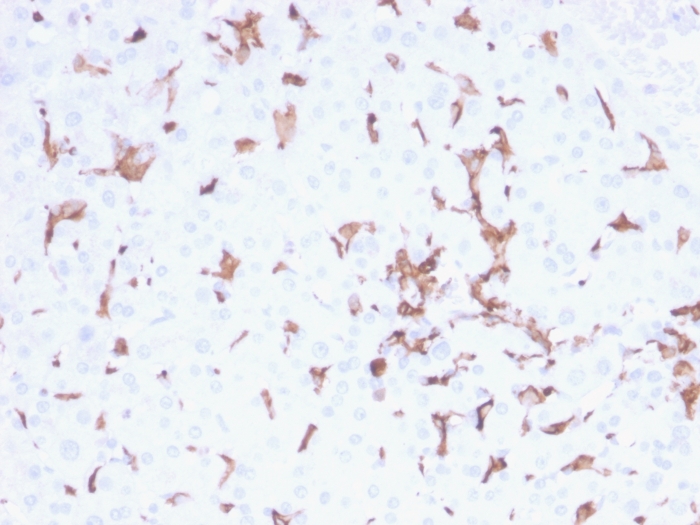 Anti-Iba1 Antibody [AIF1/2493] - BSA and Azide free