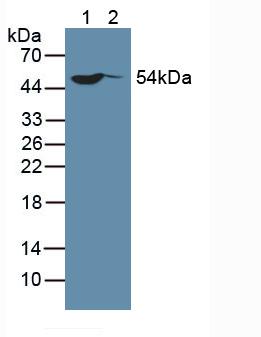 Western Blot; Sample: Lane1: Hela cell lysate; Lane2: MCF7 cell lysate<br/>Primary Ab: 5ug/ml Rabbit Anti-Human Sp100 Antibody<br/>Second Ab: 0.2µg/mL HRP-Linked Caprine Anti-Rabbit IgG Polyclonal Antibody<br/>(Catalog: SAA544Rb19)