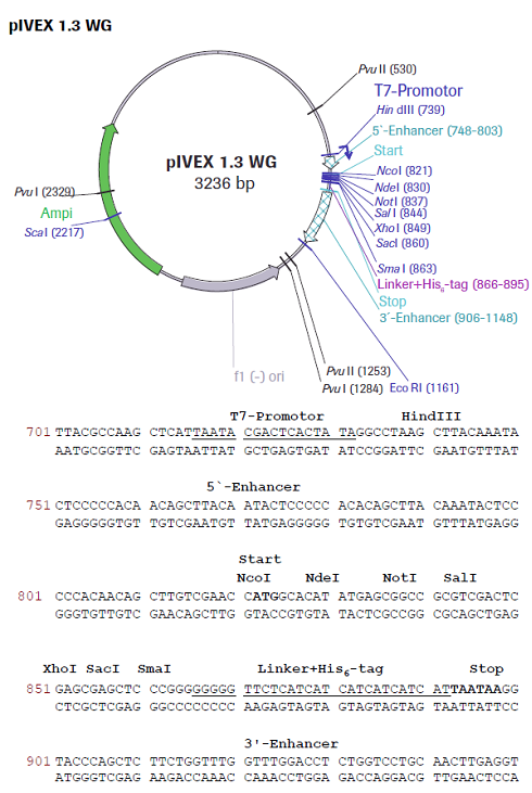 RTS pIVEX Wheat Germ His6-tag Vector Set - 2 vectors