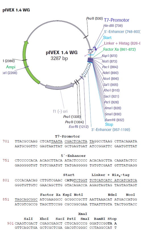 RTS pIVEX Wheat Germ His6-tag Vector Set - 2 vectors