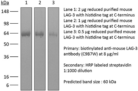 InVivoMab anti-mouse LAG-3