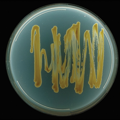 Micrococcus luteus, MicroKwik Culture®, Vial