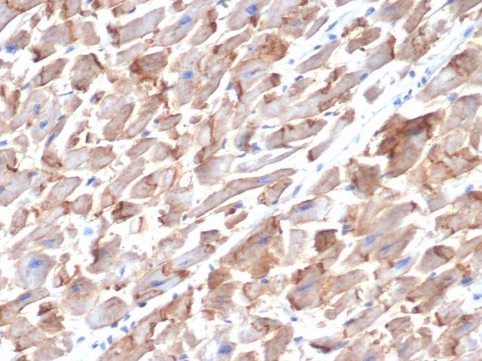 Anti-N Cadherin Antibody [MNCD2]