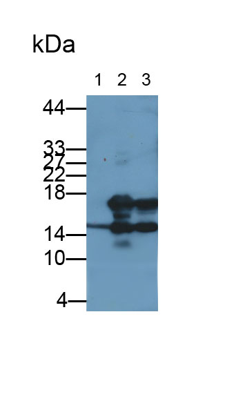 Western Blot; Samples: Lane1: Human Leukocyte lysate; Lane2: Rat Thymus lysate; Lane3: Jurkat cell lysate; Primary Ab: 2µg/ml Mouse Anti-Human IL7 Antibody Second Ab: 0.2µg/ml HRP-Linked Caprine Anti-Mouse IgG Polyclonal Antibody (Catalog: SAA544Mu19)