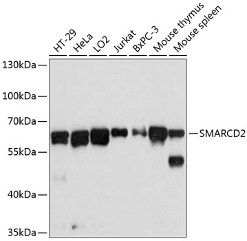 Anti-SMARCD2 Antibody
