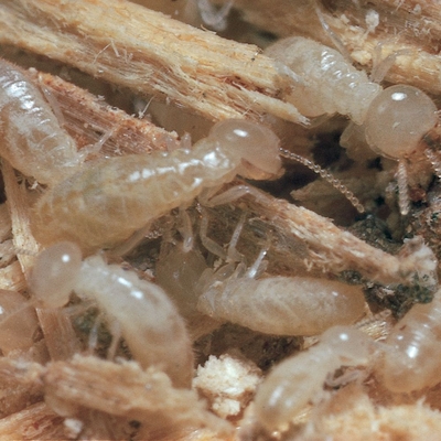 Termites, Workers, Living, Pack of 25