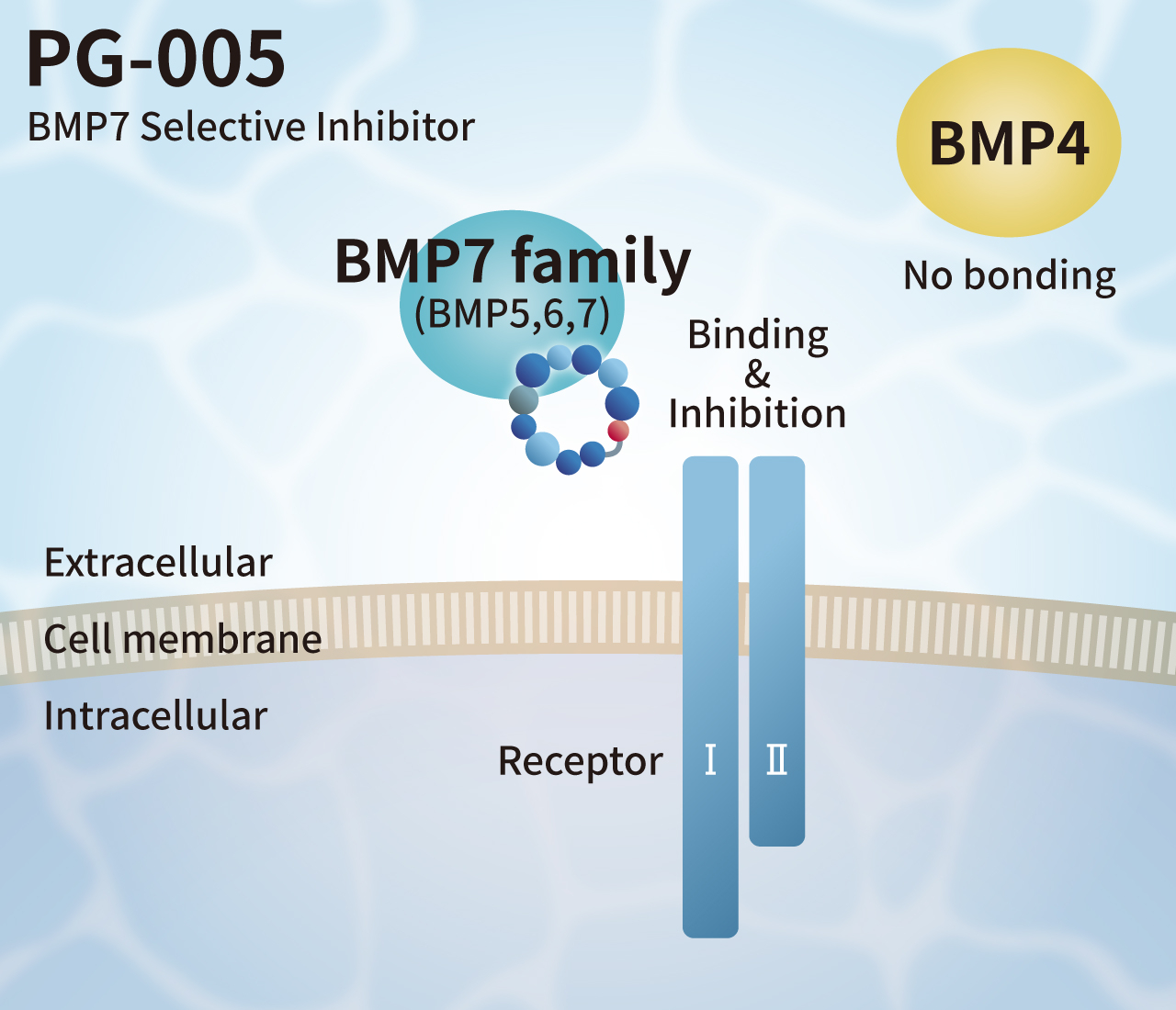 BMP7 Selective Inhibitor exhibits selective inhibitory activity against the BMP7 family